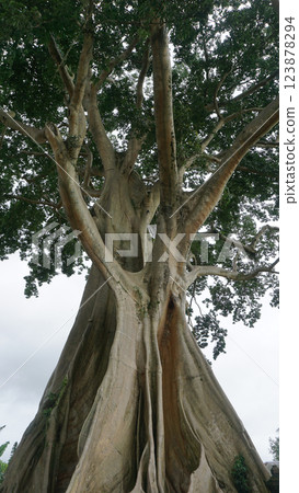 Bayan Ancient Tree In Bali: The Kayu Putih Giant Tree Bayan Ancient Tree In Bali: The Kayu Putih Giant Tree 123878294