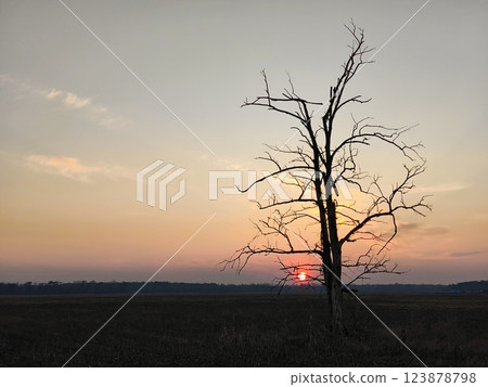 Orange-purple sunset in a field against the background of an isolated lonely tree. The red sun is slowly sinking below the horizon. Red sun in a field at sunset Orange-purple sunset in a field against the background of an isolated lonely tree. The red sun is slowly sinking below the horizon. Red sun in a field at sunset 123878798