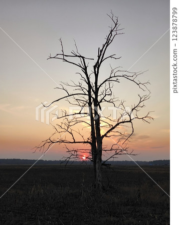 Orange-purple sunset in a field against the background of an isolated lonely tree. The red sun is slowly sinking below the horizon. Red sun in a field at sunset. Vertical background. Orange-purple sunset in a field against the background of an isolated lonely tree. The red sun is slowly sinking below the horizon. Red sun in a field at sunset. Vertical background. 123878799