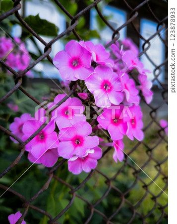 A bunch of bright pink phlox in full bloom, their delicate petals passing through the wire. A bunch of bright pink phlox in full bloom, their delicate petals passing through the wire. 123878933