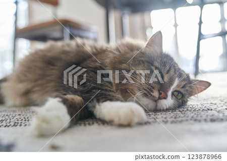 The cat is lying on the carpeted floor. The cat is asleep. The coat is brown. The pet is resting. The cat's ability to relax anywhere. High quality photo 123878966