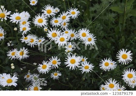 Blurred green leaves background with a lovely white daisy flower. Space for adding text. 123879179