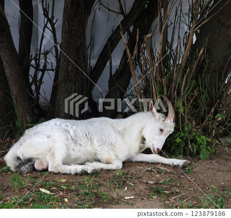 White goat lies on the grass near the fence. White goat lies on the grass near the fence. 123879186