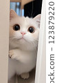 White kitten peeking through a door opening with wide eyes. Studio pet portrait. Curiosity and innocence concept 123879220