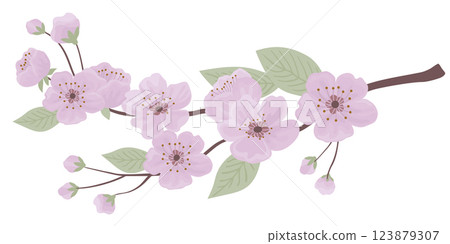 Spring sakura cherry blooming flowers branch 123879307