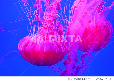 Pink dangerous medusas swims underwater Pink dangerous medusas swims underwater 123879594