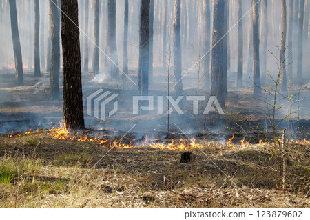 Fire in the forest Fire in the forest 123879602