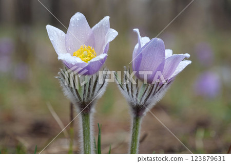 Wild purple flowers - Pulsatilla patens pasque flower or prairie crocus 123879631