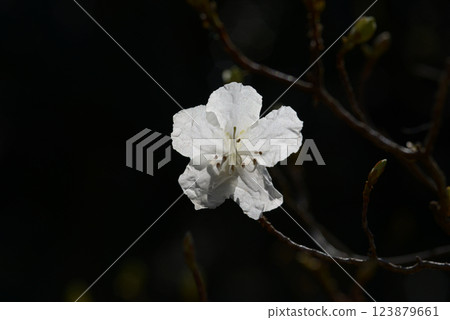 Azalea azalea 123879661