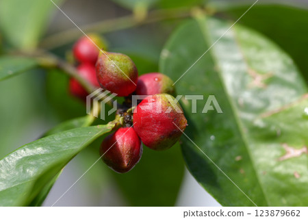 Faleria capitata 123879662