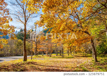 《Autumn leaves》Golden colored trees along R257 in Kiyomi-cho, Takayama City, Gifu Prefecture 123879751