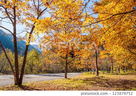 《Autumn leaves》Golden colored trees along R257 in Kiyomi-cho, Takayama City, Gifu Prefecture 123879752
