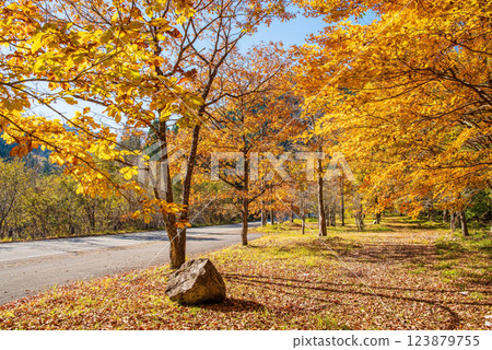 《紅葉》岐阜縣高山市清見町R257公路沿線的金黃色樹木 123879755
