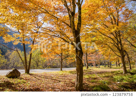 《紅葉》岐阜縣高山市清見町R257公路沿線的金黃色樹木 123879758