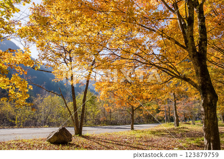 《紅葉》岐阜縣高山市清見町R257公路沿線的金黃色樹木 123879759