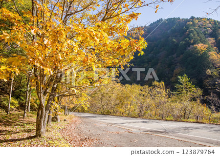 《紅葉》岐阜縣高山市清見町R257公路沿線的金黃色樹木 123879764