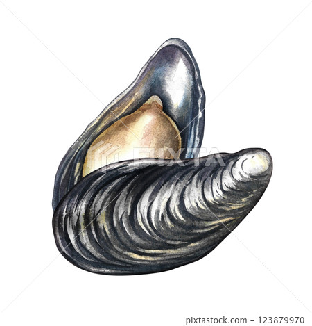 Fresh mussels. A hand-drawn watercolor illustration. Color image of seafood. The isolate. Perfect for menus, recipe books, packages, labels, invitations, and more. 123879970