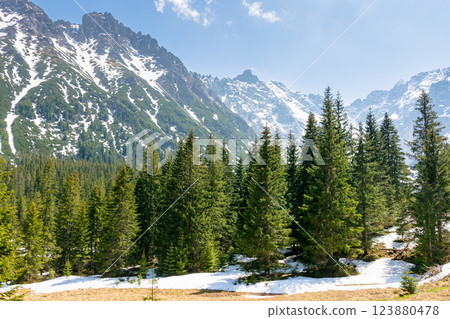 mountain landscape with forest and distant peaks. green nature environment in spring 123880478