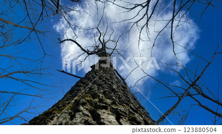 Majestic old oak tree reaching for the sky against a backdrop of vibrant blue Majestic old oak tree reaching for the sky against a backdrop of vibrant blue 123880504