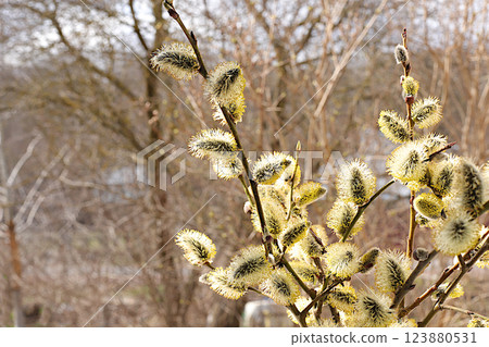 .Fresh pussy willow branches on sunny background, Easter celebration and spring greeting concept. Abstract flower arrangement and holiday card, screen banner and design template. .Fresh pussy willow branches on sunny background, Easter celebration and spring greeting concept. Abstract flower arrangement and holiday card, screen banner and design template. 123880531