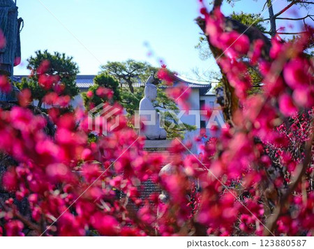 善通寺的梅花 善通寺的梅花 123880587
