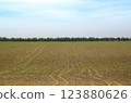Wide cornfield with neat rows of young corn plants sprouting from soil. 123880626
