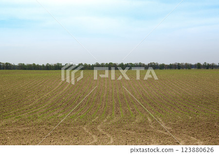 Wide cornfield with neat rows of young corn plants sprouting from soil. 123880626