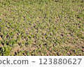 Young cornfield with neat rows of small, green corn plants sprouting from soil. 123880627