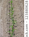 Row of young corn seedlings grows in an agricultural field. 123880628