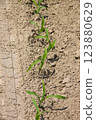 A row of young corn seedlings grows in an agricultural field. 123880629