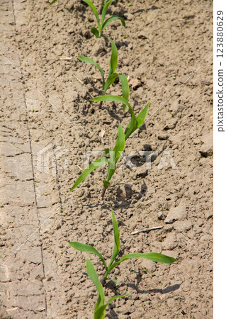 A row of young corn seedlings grows in an agricultural field. A row of young corn seedlings grows in an agricultural field. 123880629