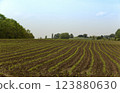 Large agricultural field with neatly planted rows of young corn crops emerging from the soil. 123880630