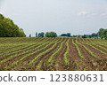 A large agricultural field with neatly planted rows of young corn crops emerging from the soil. 123880631