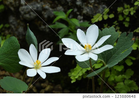 加拿大血根草，一種北美植物，具有美麗的白色花瓣和黃色雄蕊。 123880648