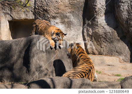 母親與幼崽互相凝視 123880649