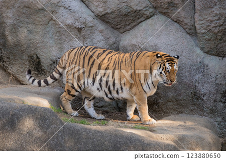 洛基虎女 123880650