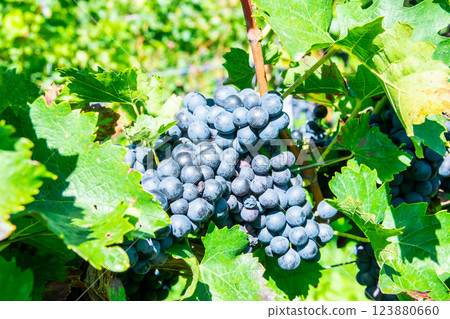Bunche of red wine grapes in sunny weather on the vineyard. Summer harvest for nature background. Bunche of red wine grapes in sunny weather on the vineyard. Summer harvest for nature background. 123880660