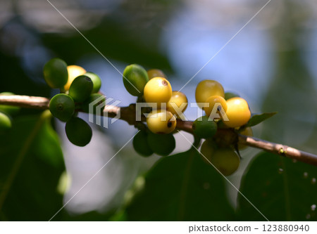 咖啡種子 123880940