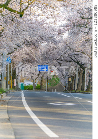Mamigasaki Sakura Line running through a tunnel of cherry blossoms Mamigasaki Sakura Line running through a tunnel of cherry blossoms 123880988
