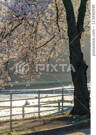 Mamigasaki Sakura Line running through a tunnel of cherry blossoms Mamigasaki Sakura Line running through a tunnel of cherry blossoms 123880990