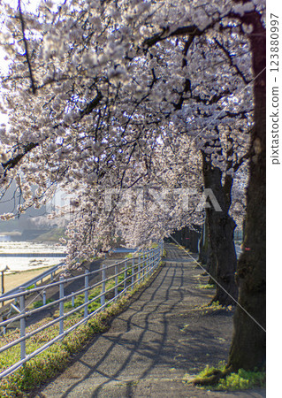 Mamigasaki Sakura Line running through a tunnel of cherry blossoms 123880997