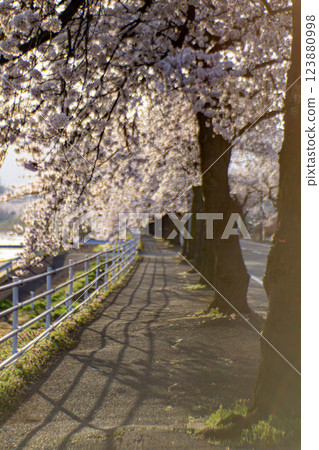 Mamigasaki Sakura Line running through a tunnel of cherry blossoms 123880998