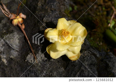 山茶花落花 123881012