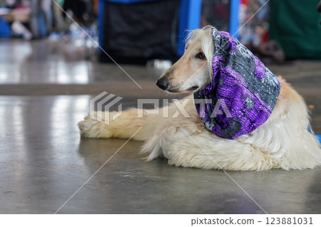 Russian borzoi laying on the stone floor indoor hall, violet scarf covering head, during dog show contest Russian borzoi laying on the stone floor indoor hall, violet scarf covering head, during dog show contest 123881031