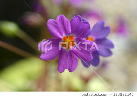 報春花 報春花 123881145