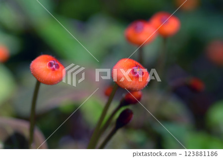 Peer care · Hippocilli Flora 123881186