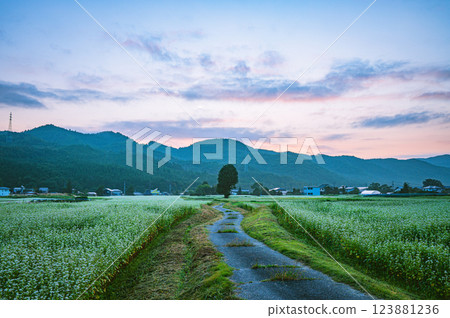 A farm road leading to a single tree [Omachi City, Nagano Prefecture] 123881236
