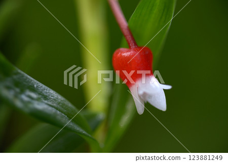 Mediocalcal Paradoxum Orchid Flower Mediocalcal Paradoxum Orchid Flower 123881249