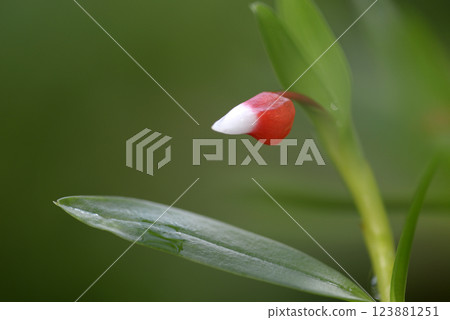 蘭花花 蘭花花 123881251