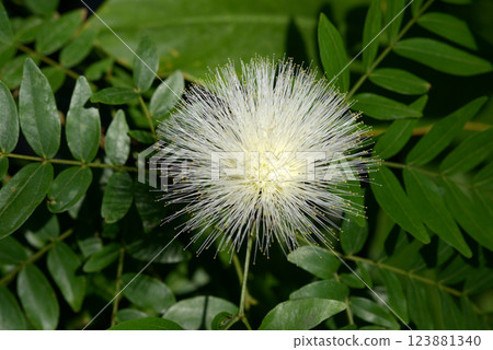 white beetle 123881340